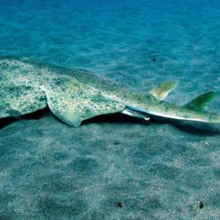 αγγελοκαρχαριας