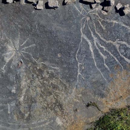 αρχαιο δασος.jpg