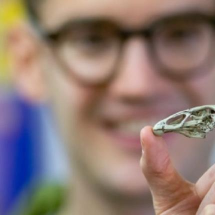 Απολίθωμα πουλιού