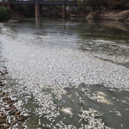 Εκατοντάδες χιλιάδες ψάρια  έχουν πεθάνει στον ποταμό Macleay.jpg