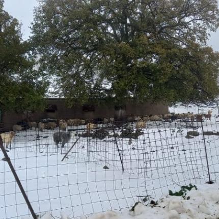 ΧΙΟΝΙΑ ΠΡΟΒΑΤΑ