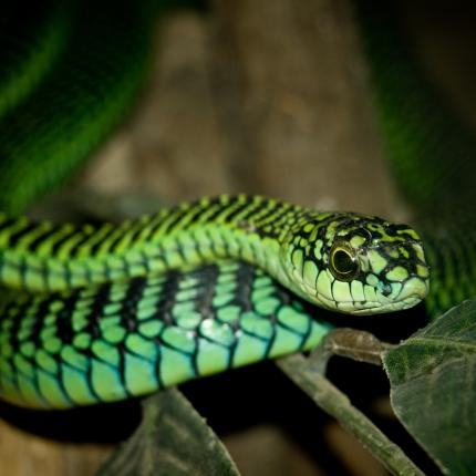 Boomslang