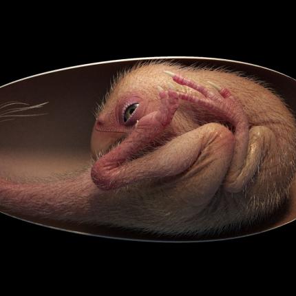 έμβρυο δεινοσαύρου