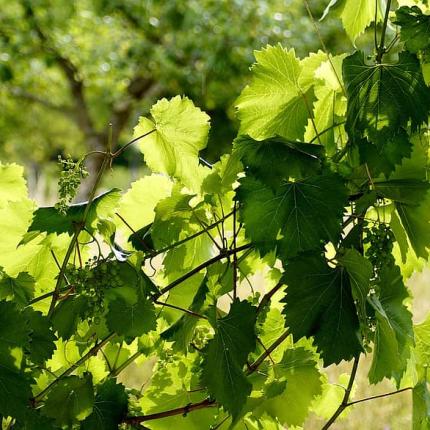 κληματαριά