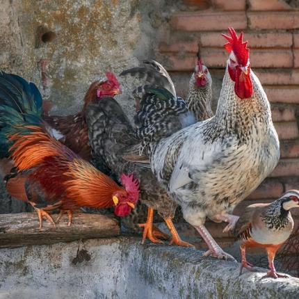 γρίπη πτηνών