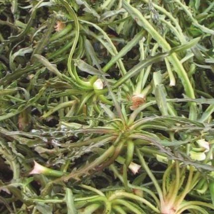 σταμναγκαθι