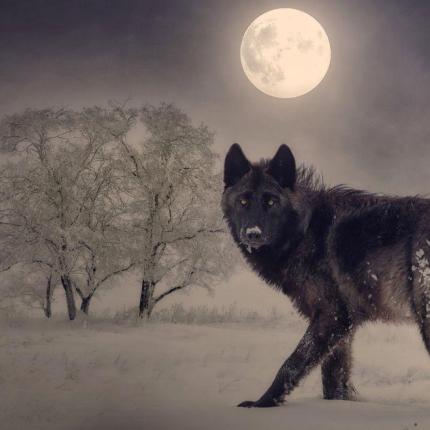 πανσέληνος του Λύκου