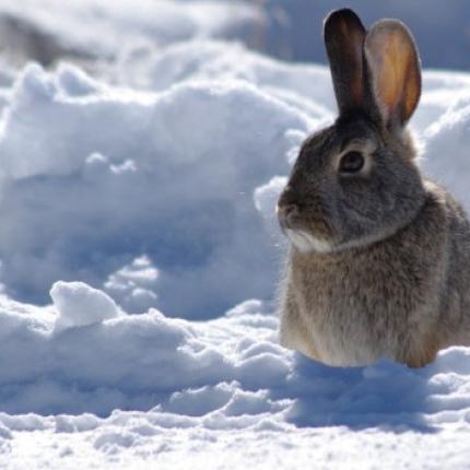 λαγος χιονια
