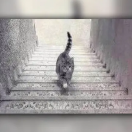 Η viral ψευδαίσθηση με την γάτα 