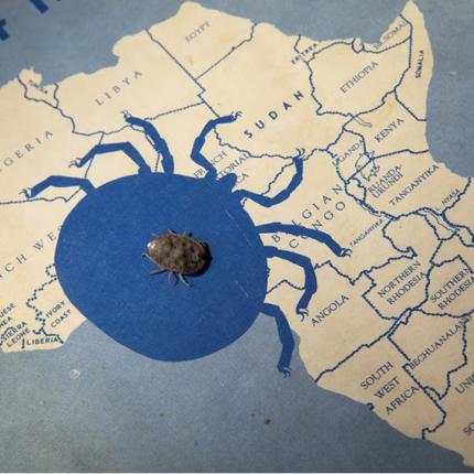 Η ιστορία των τσιμπουριών που έζησαν οχτώ χρόνια χωρίς τροφή 