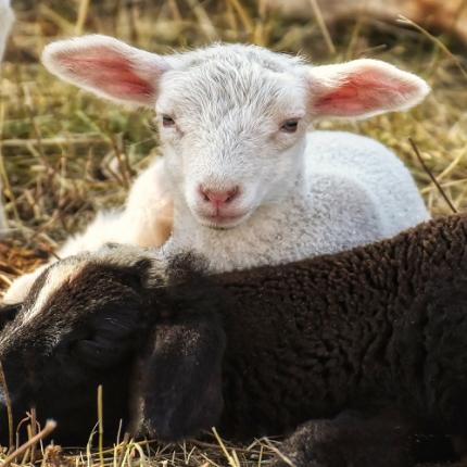 κτηνοτροφια