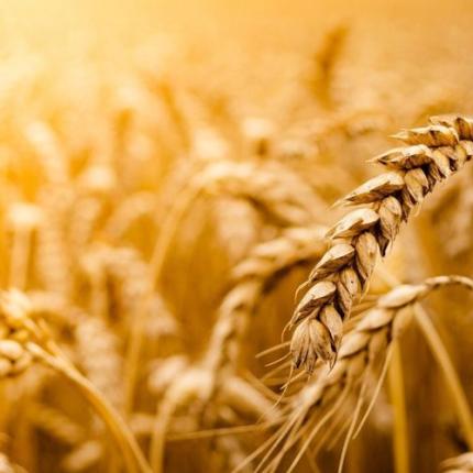 Πως θα κυμανθεί η παγκόσμια παραγωγή την νέα σεζόν