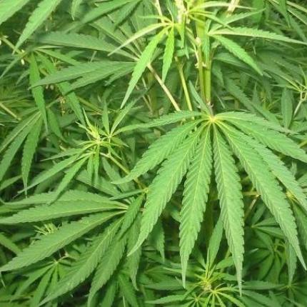 χασισοφυτεία