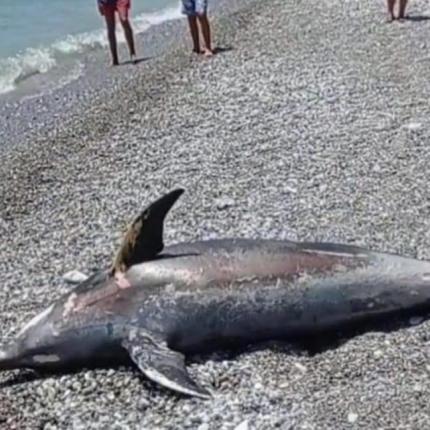 Θαλάσσιο κήτος ξεβράστηκε σε παραλία προκαλώντας πανικό 