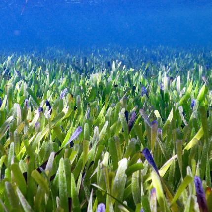 φυτό βυθός αυστραλία