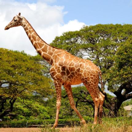 Γιατί η καμηλοπάρδαλη έχει μακρύ λαιμό 