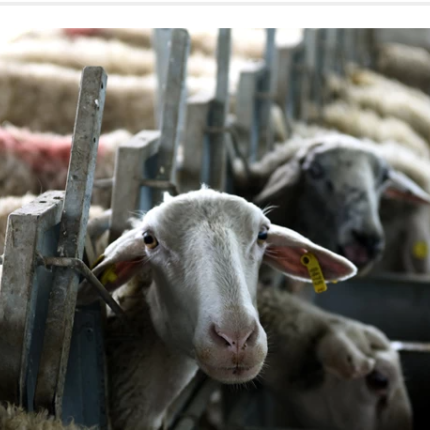 προβατα μαντρι