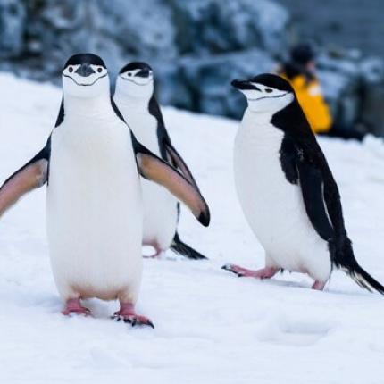 Για πρώτη φορά εντοπίστηκαν μικροπλαστικά σε φρέσκο χιόνι στην Ανταρτική 