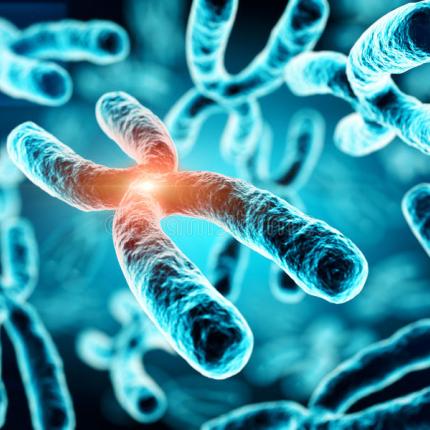 χρωμοσωματα