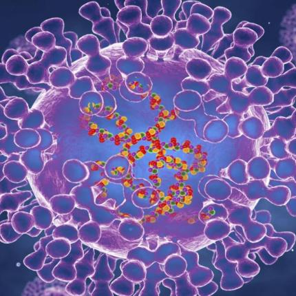 ευλογια πιθηκων