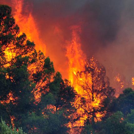 φωτιά δάσος