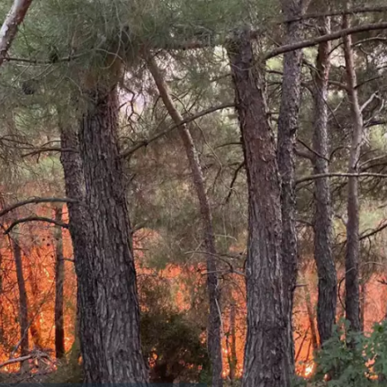 δάσος δαδιάς