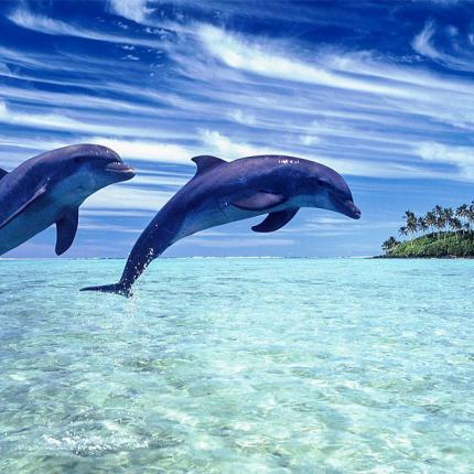 δελφίνια