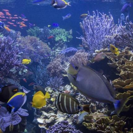 θαλάσσια ζωή