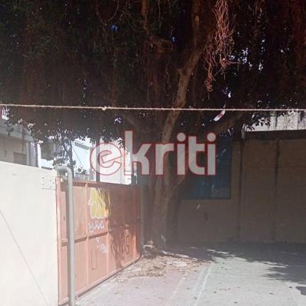 Ηράκλειο: Το δέντρο κρέμεται πάνω από τα κεφάλια μαθητών