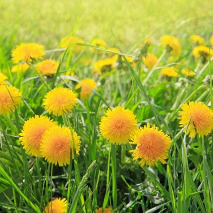 Πικραλίδα ή ταραξάκο