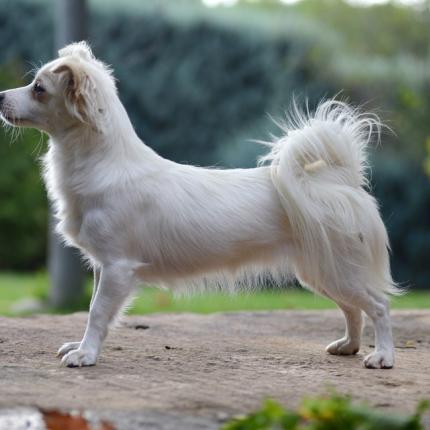 σκύλος κοκόνι