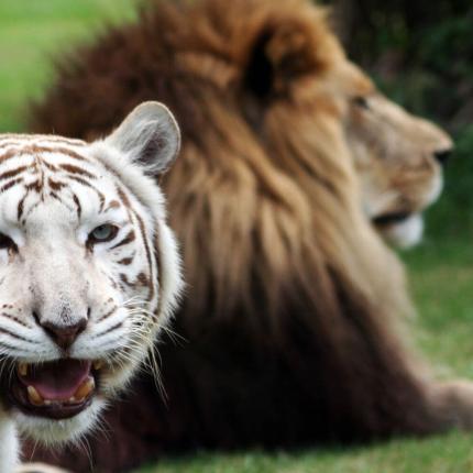 τιγρη - λιονταρι