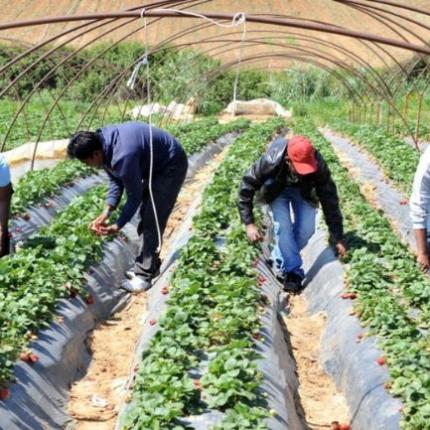 εργατες γης