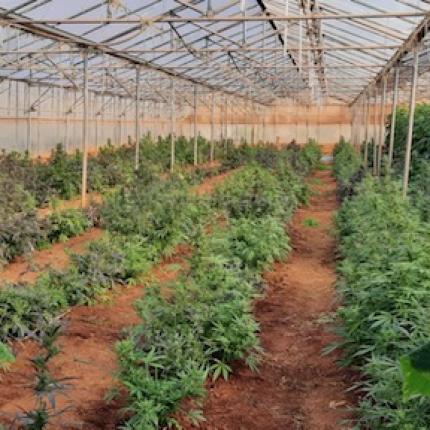 Σάρωσαν εγκληματική ομάδα που καλλιεργούσε χασίς