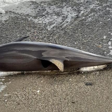 νεκρο δελφινι ρεθυμνο