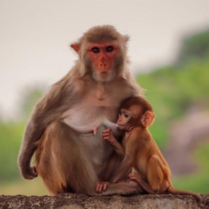 Η Μόμο, μια 12χρονη γίββωνας
