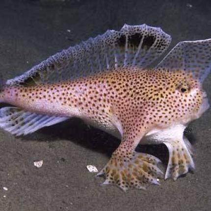 spottedhandfish Ρόζ ψάρι