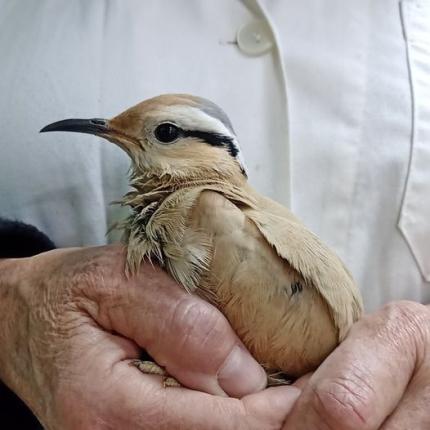 πουλί της ερήμου