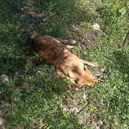 Σκυλιά φόλες