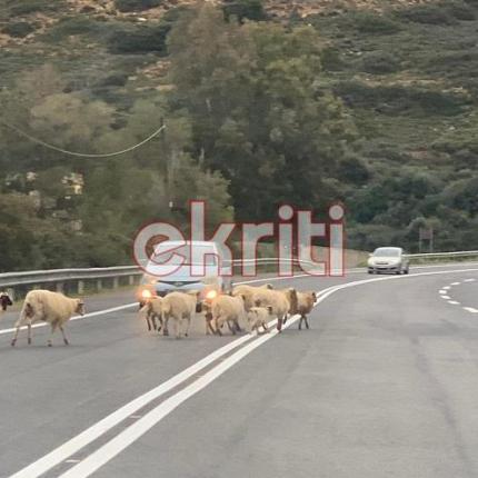 πρόβατα ΒΟΑΚ