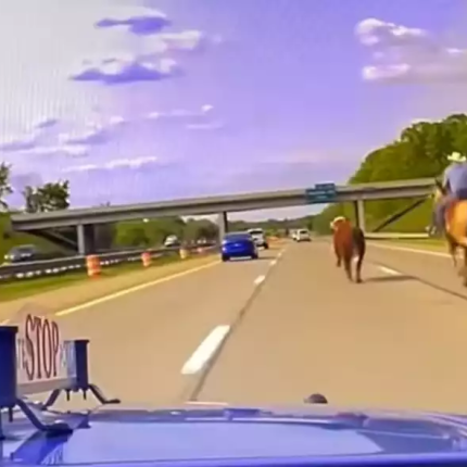 αγελάδα ηπα