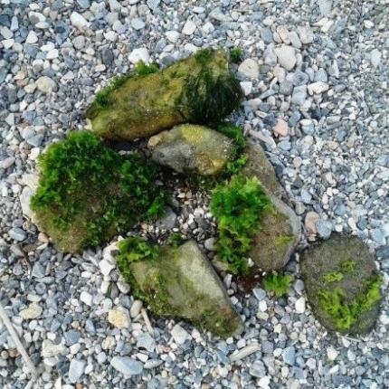 πετρα μαλλιαρη