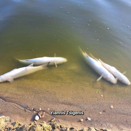 νεκρά ψάρια αποσελέμης