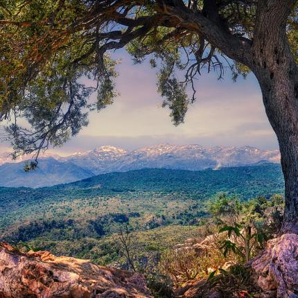 δεντρο βουνά καιρος