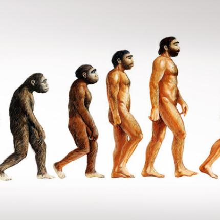 εξελιξη ανθρωπου