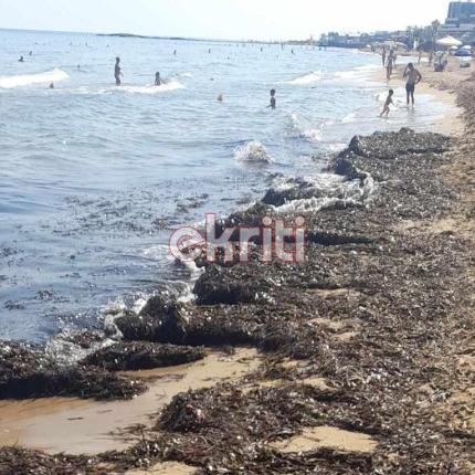 φύκια αρίνα