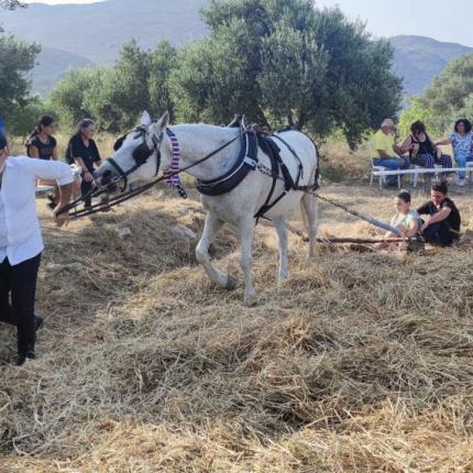 Με επιτυχία η αναβίωση του παραδοσιακού αλωνίσματος στη Μονή Μαλεβιζίου