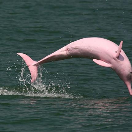 ροζ δελφινι
