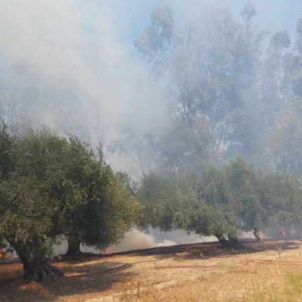 φωτια στο Σινάπι