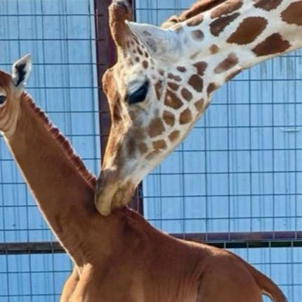 καμηλοπαρδαλη